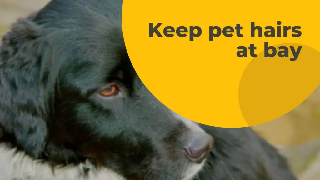 How can you keep pet hair under control? Hive and Bee Clean