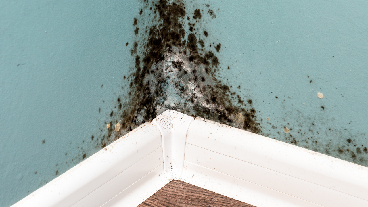 How to Remove Mold from Walls